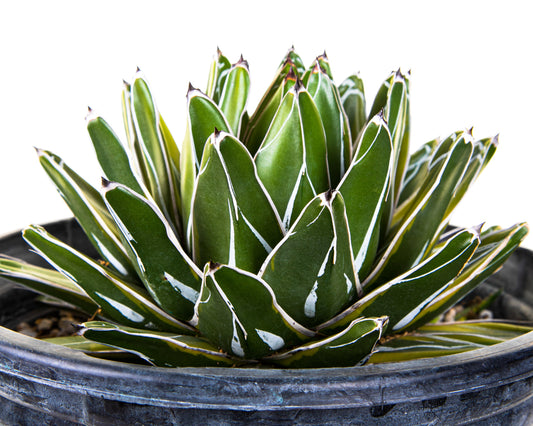 Variegated Queen Victoria Agave