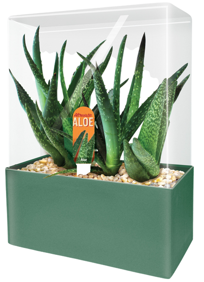Aloe Seed Square Terrarium
