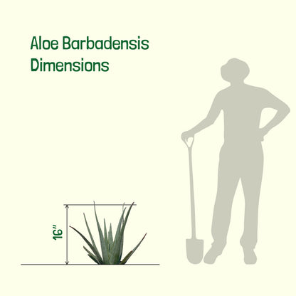 Aloe Barbadensis