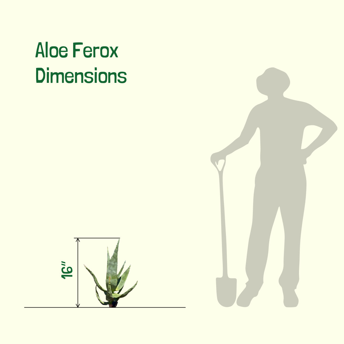 Aloe Ferox