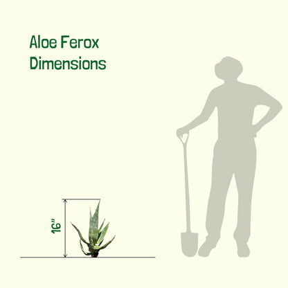 Aloe Ferox