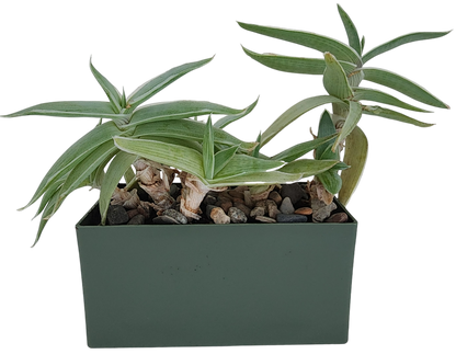 Aloe Seed Square Terrarium