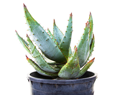 Aloe Ferox