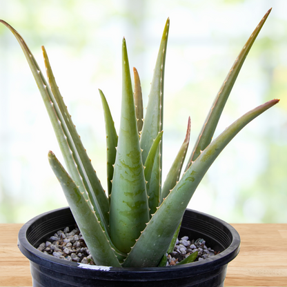 Aloe Barbadensis