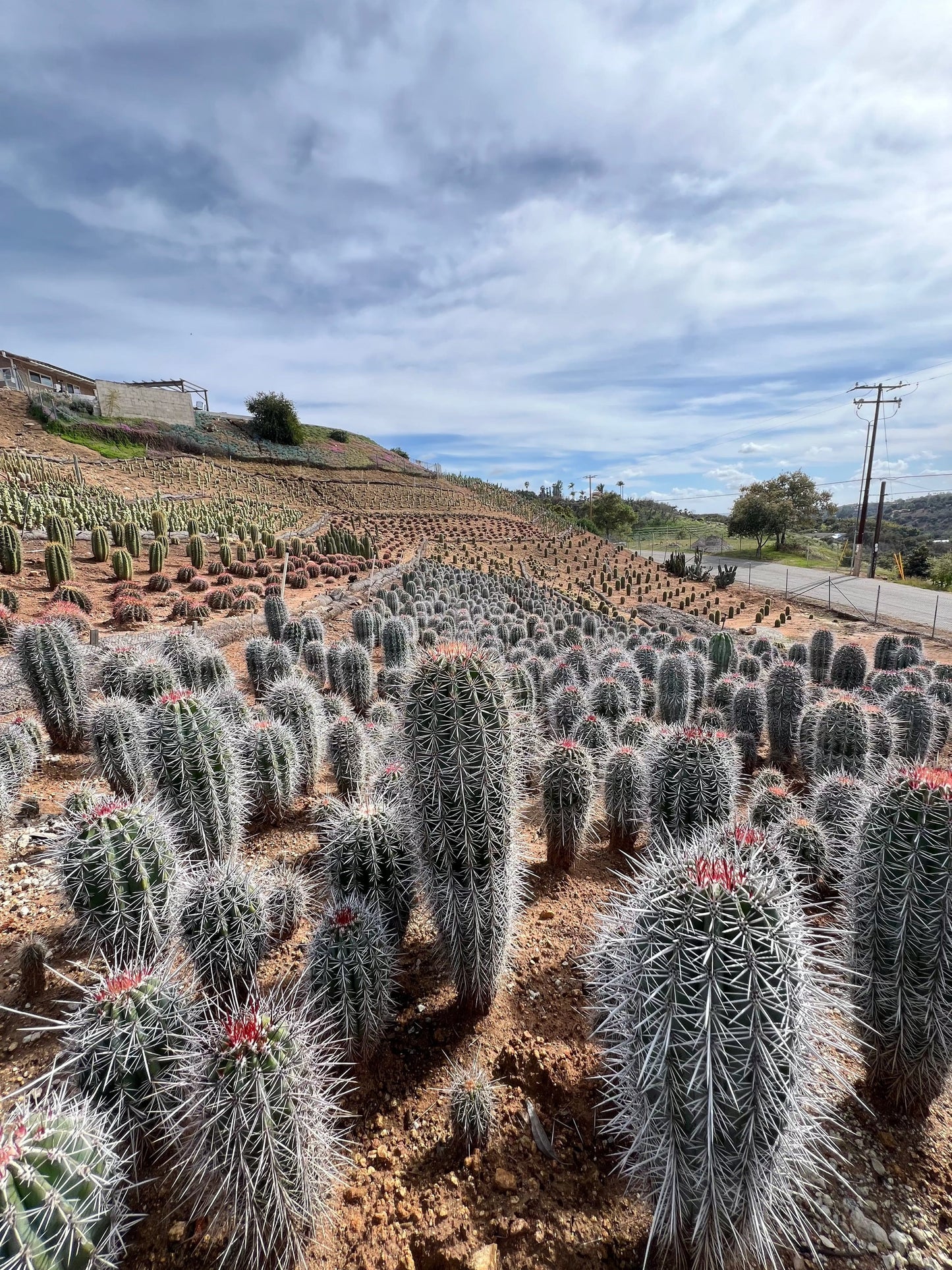 Mexican Giant Cardon (Elephant Cactus) - Pachycereus Pringlei