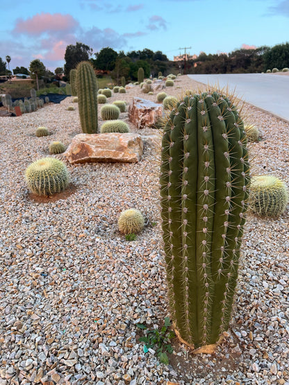 Argentine Saguaro - Echinopsis terscheckii or Trichocereus terscheckii