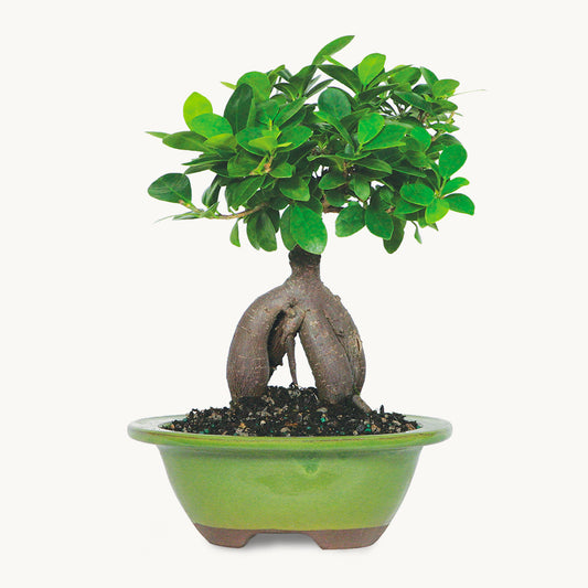 Ginseng Grafted Ficus