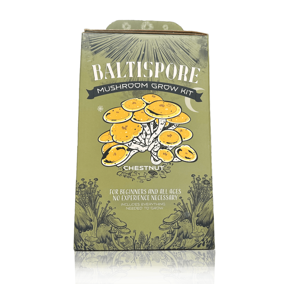 Chestnut “Ready-To-Fruit” Mushroom Grow Kit