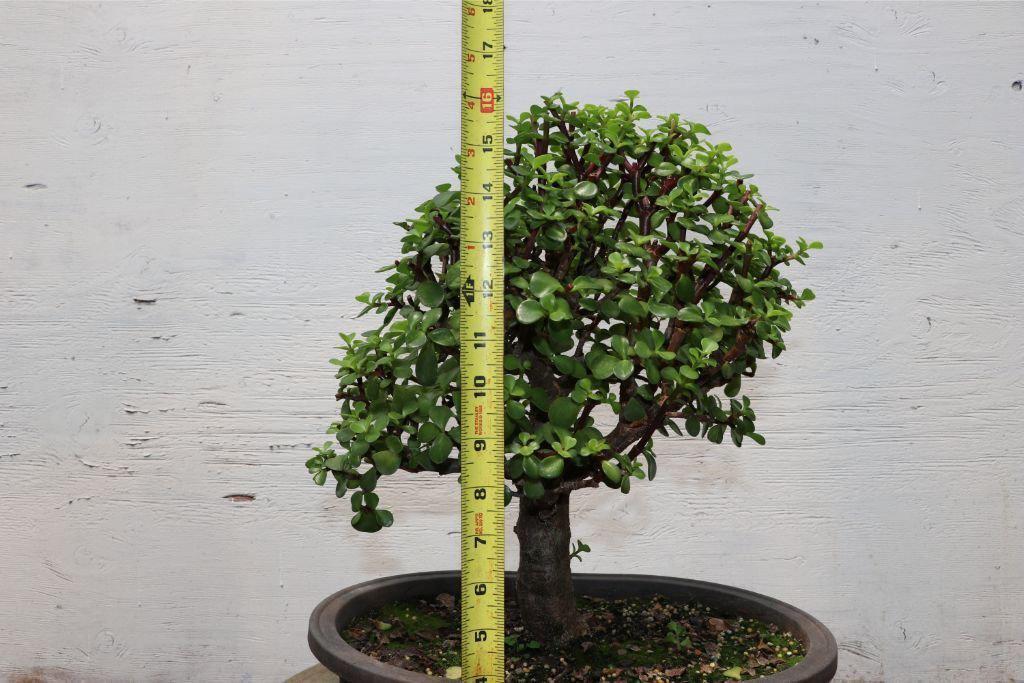 Baby Jade Bonsai Tree (Large)