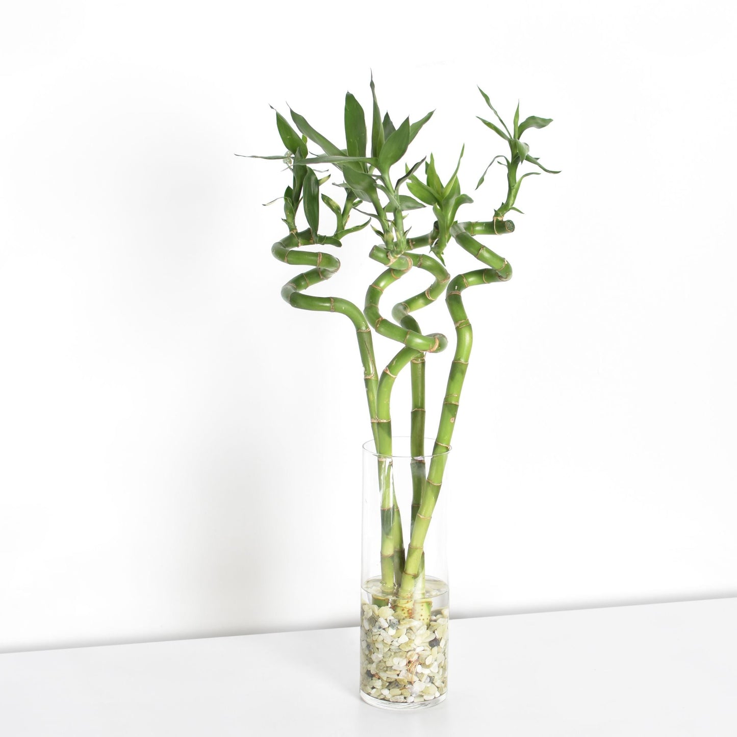 Lucky Bamboo Twists Water Plant MEDIUM