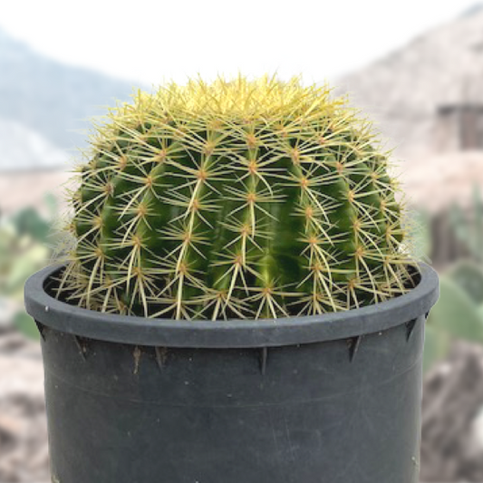 Golden Barrel Cactus