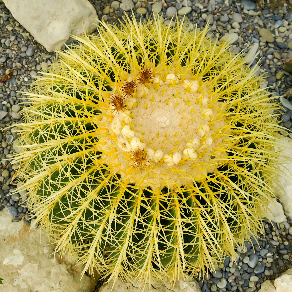 Golden Barrel Cactus