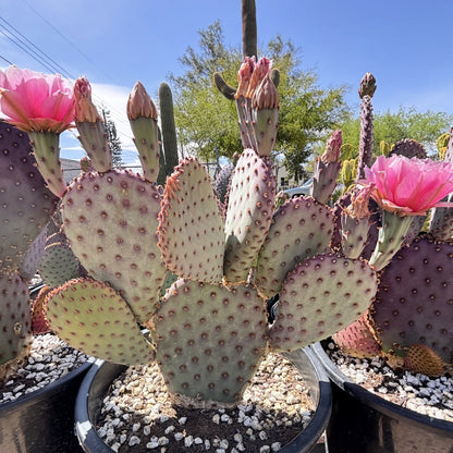 Santa Rita x Beavertail Hybrid