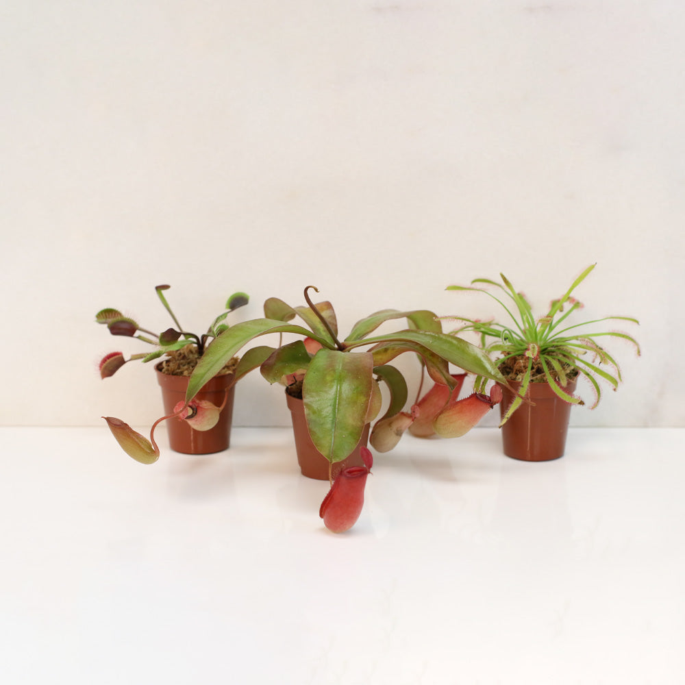 Trio of Terror Carnivorous Plant Bundle