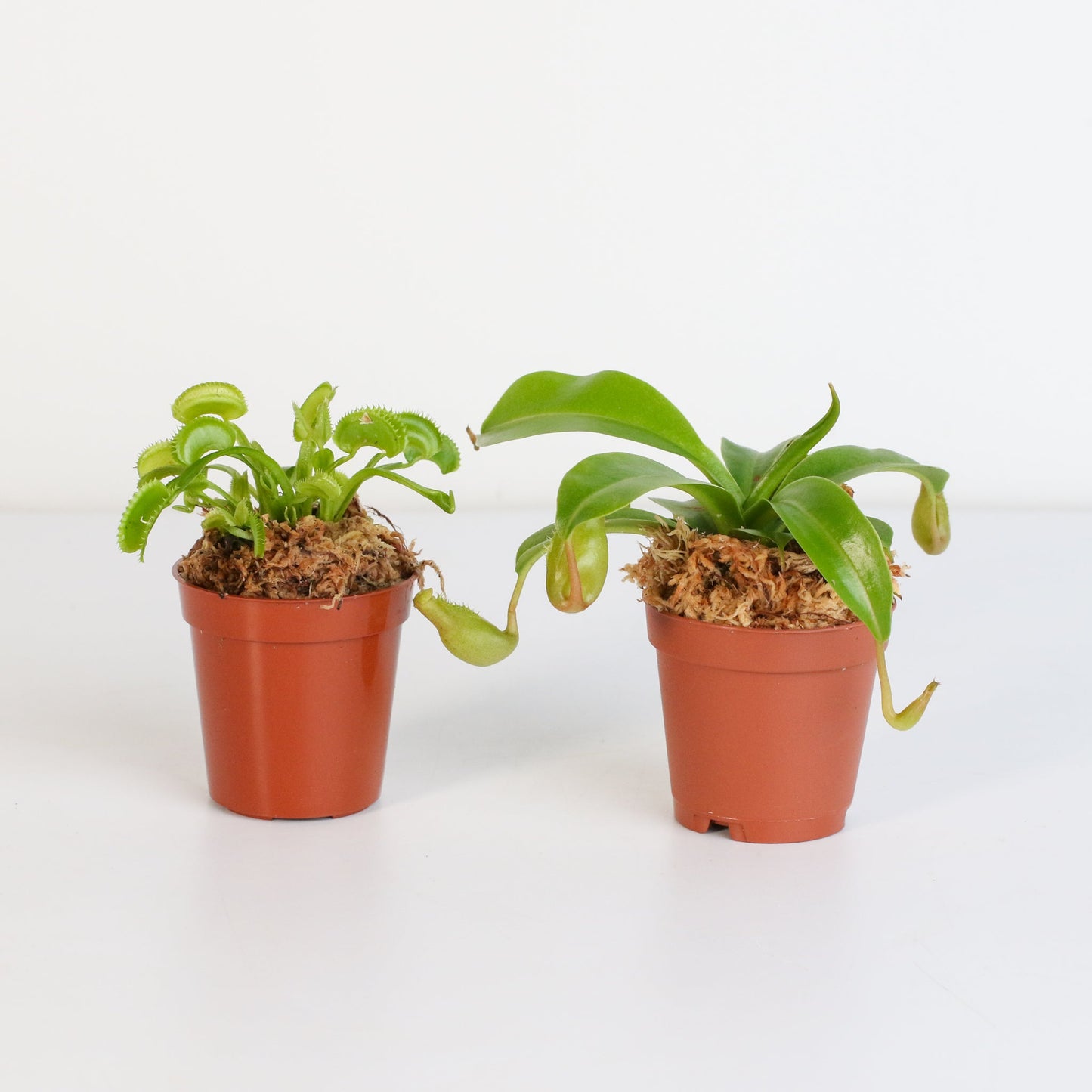 Trap Stars Duo Carnivorous Plant Bundle
