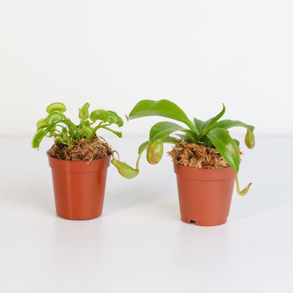 Trap Stars Duo Carnivorous Plant Bundle