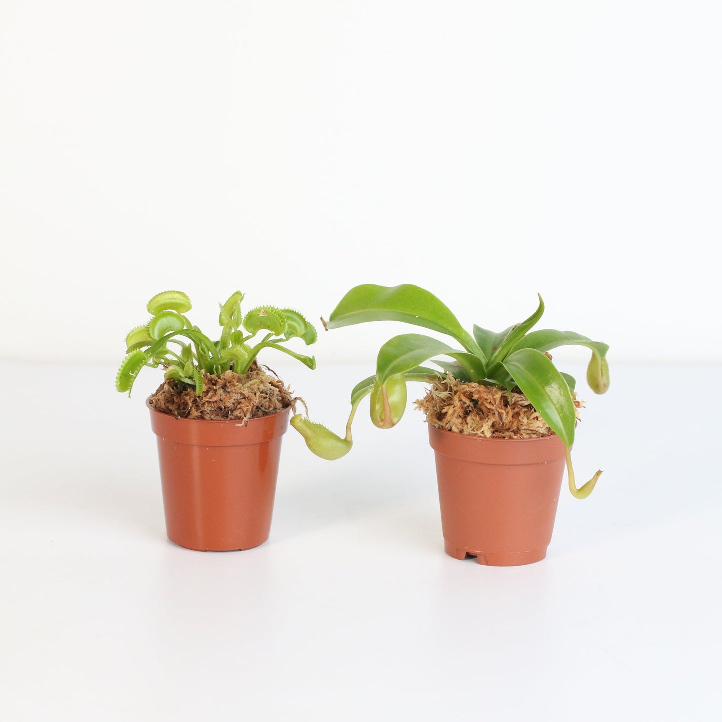 Trap Stars Duo Carnivorous Plant Bundle
