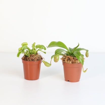Trap Stars Duo Carnivorous Plant Bundle