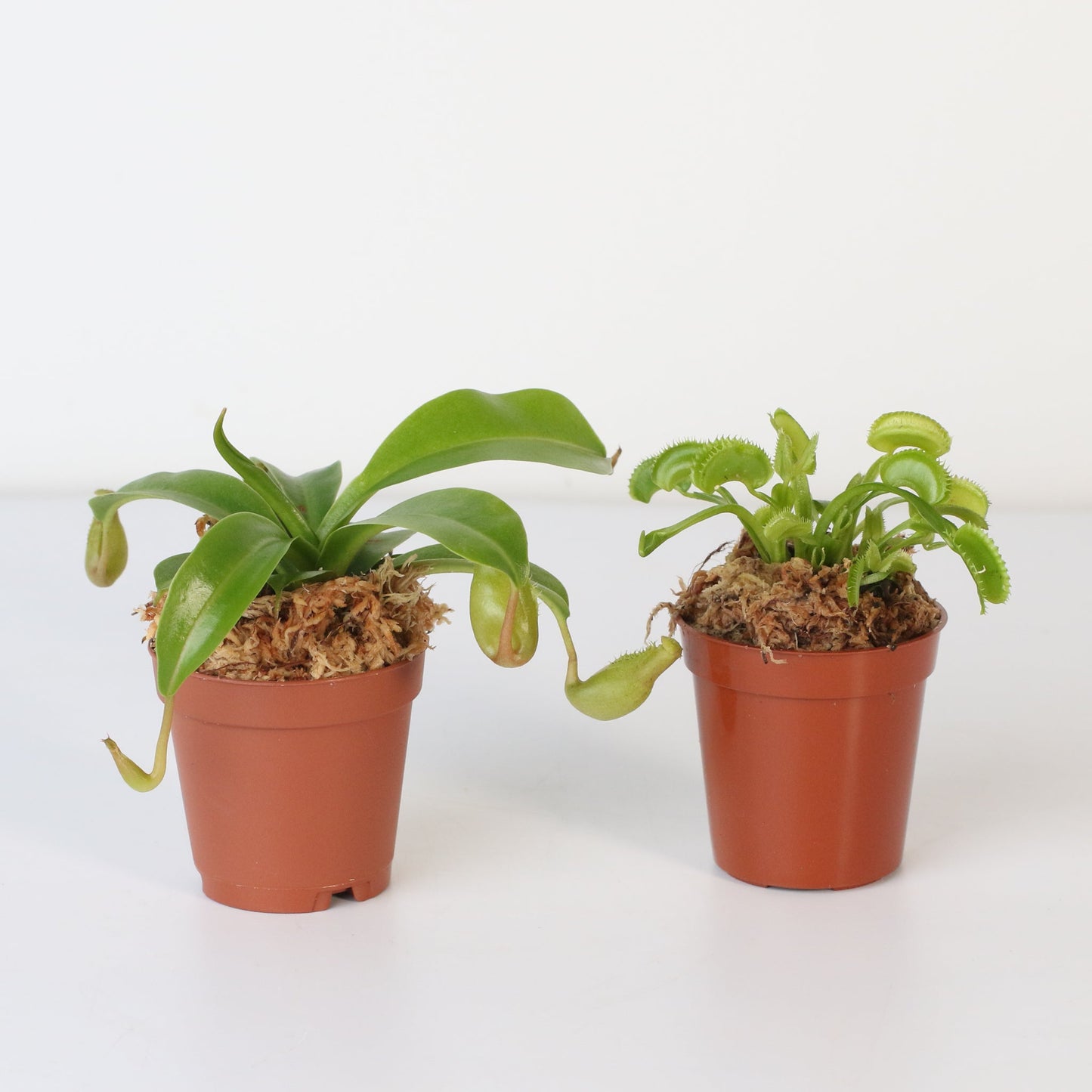 Trap Stars Duo Carnivorous Plant Bundle