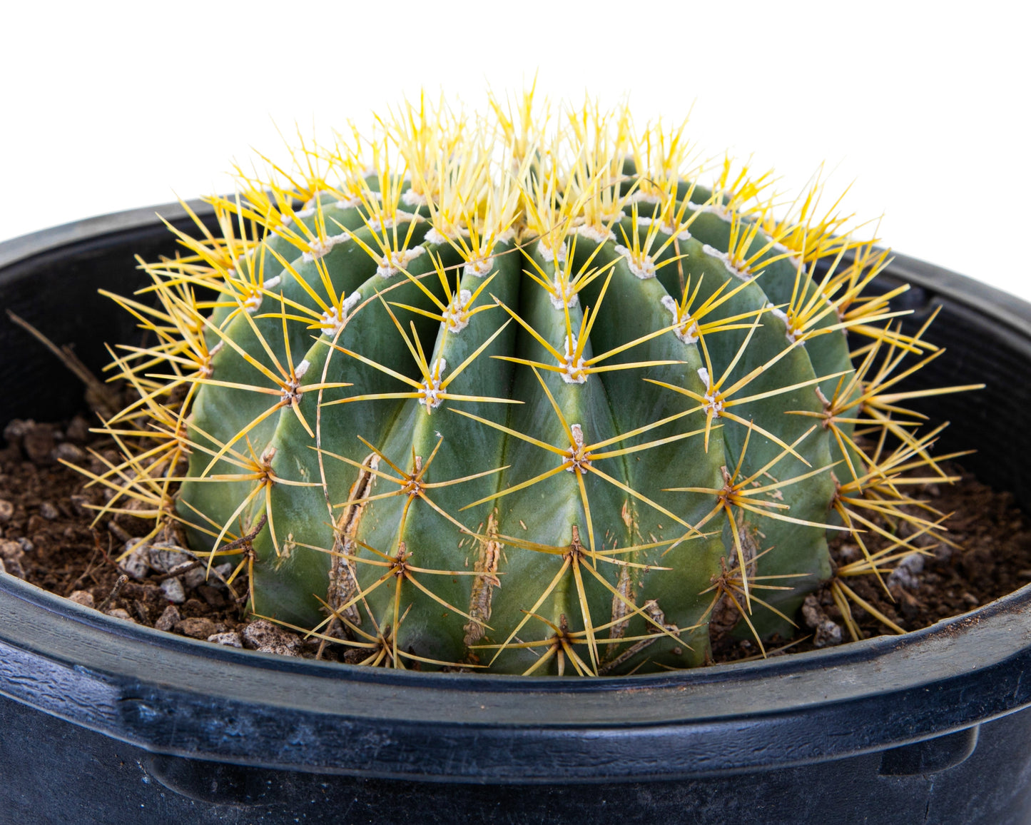 Blue Barrel Cactus