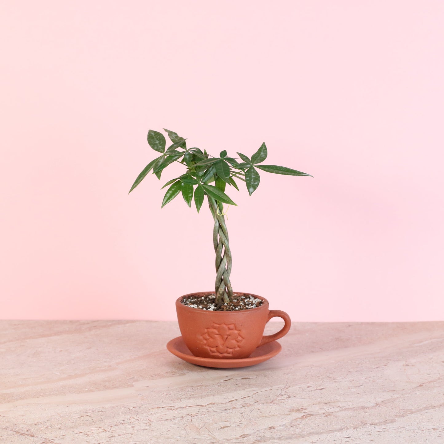 Lucky Braided Money Tree Plant