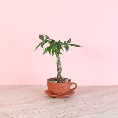 Lucky Braided Money Tree Plant
