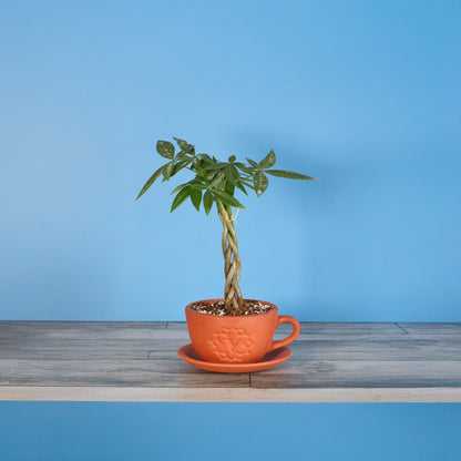 Lucky Braided Money Tree Plant