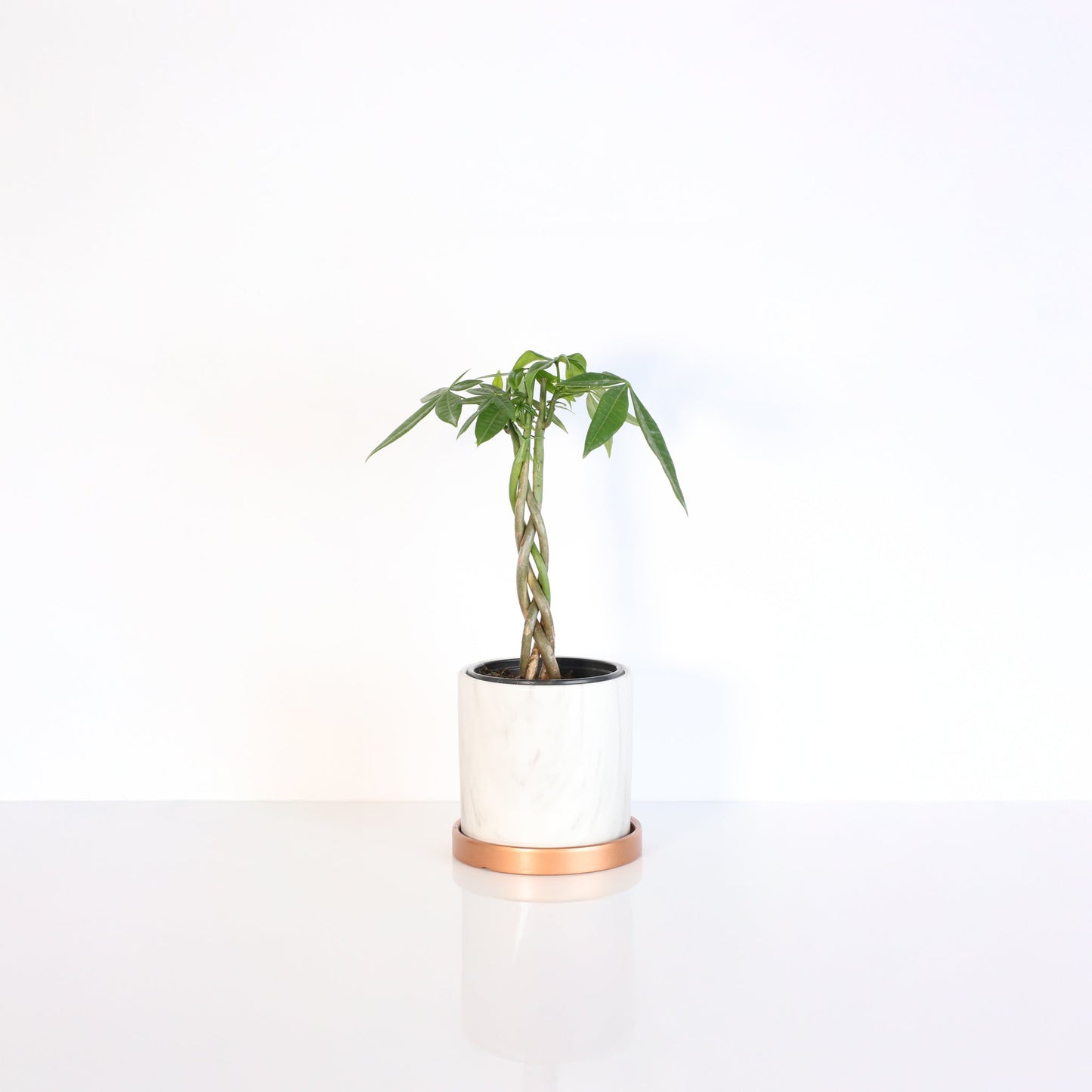 Lucky Braided Money Tree Plant