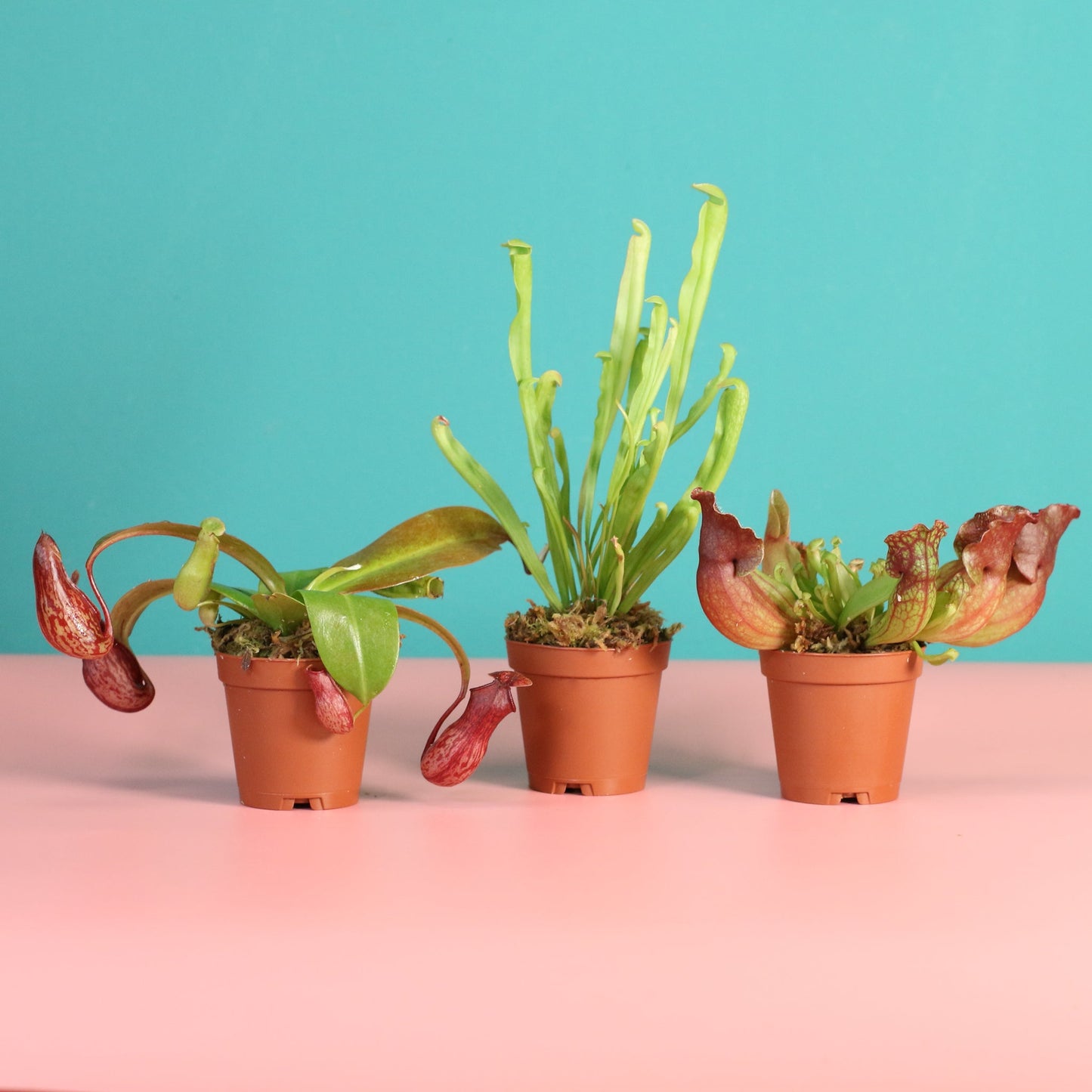 Trio of Terror Carnivorous Plant Bundle