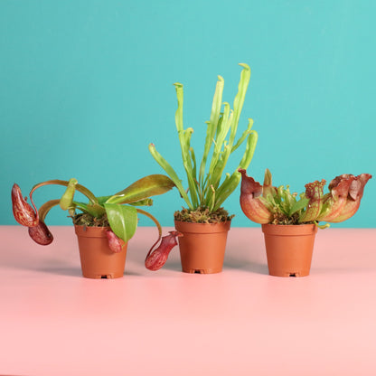 Trio of Terror Carnivorous Plant Bundle