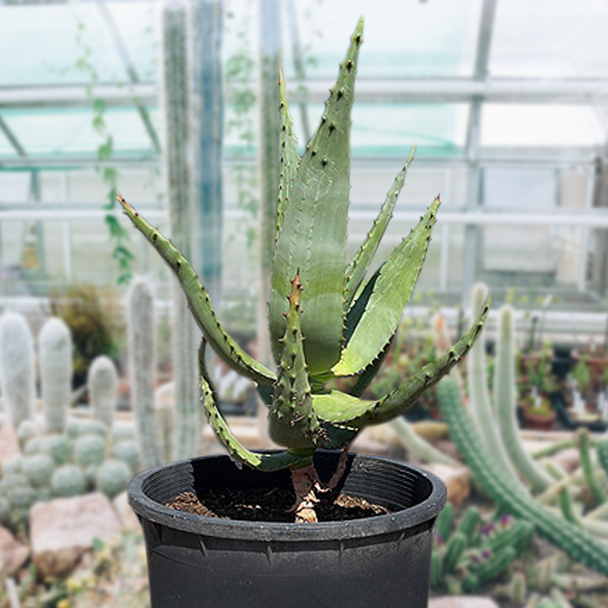 Aloe Ferox