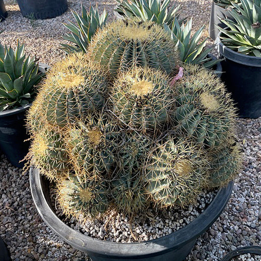 Blue Barrel Cactus