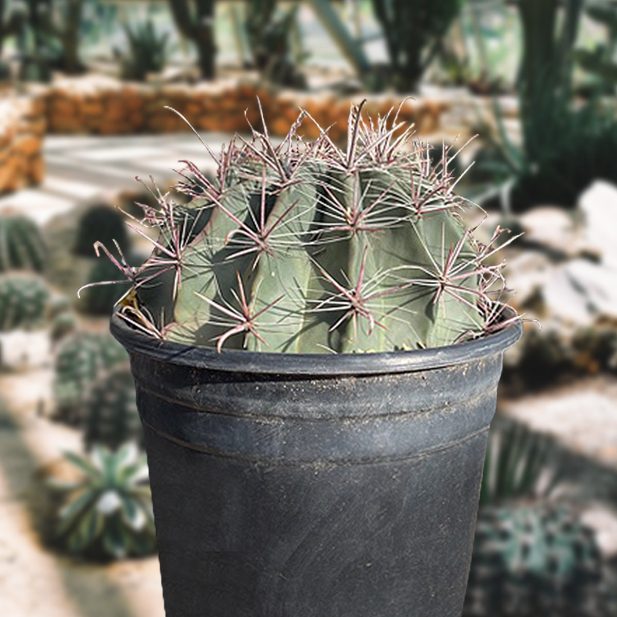 Southwest Barrel Cactus