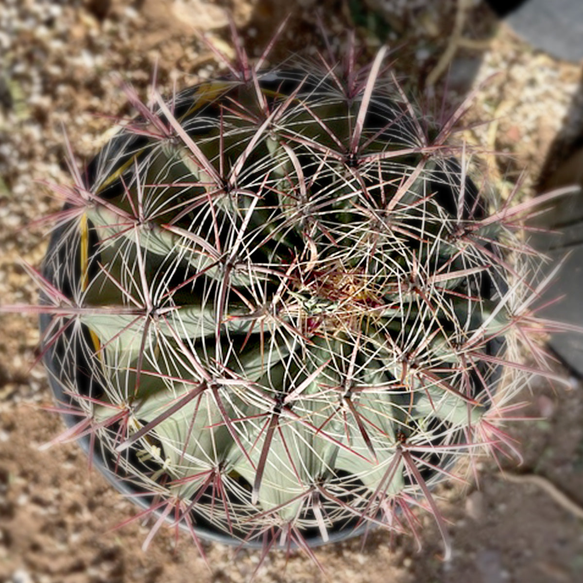 Southwest Barrel Cactus