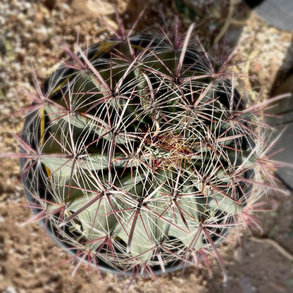 Southwest Barrel Cactus