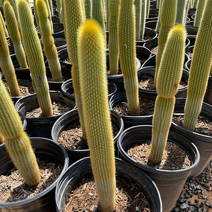Golden Torch Cactus