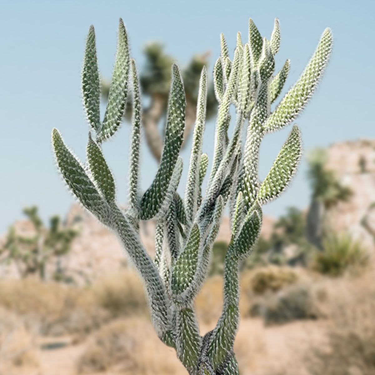 "Snow White" Prickly Pear