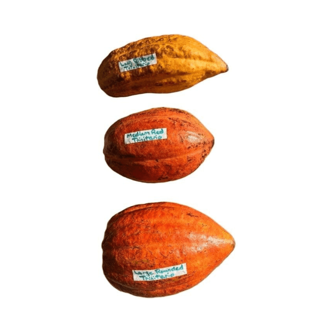 Trinitao Cacao Tree Yellow, Long Ribbed – Fruit-Bearing Theobroma Cacao Tree