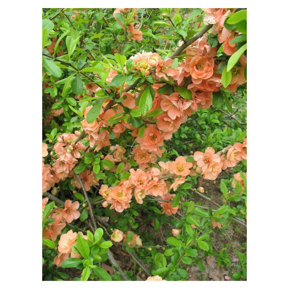 Flowering Quince 'Cameo'