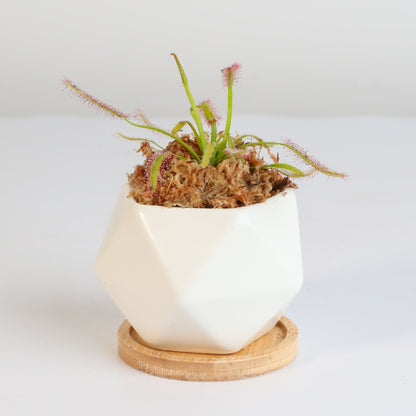 Cape Sundew Drosera Capensis Carnivorous Plant