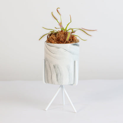 Cape Sundew Drosera Capensis Carnivorous Plant