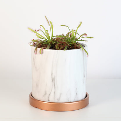 Cape Sundew Drosera Capensis Carnivorous Plant