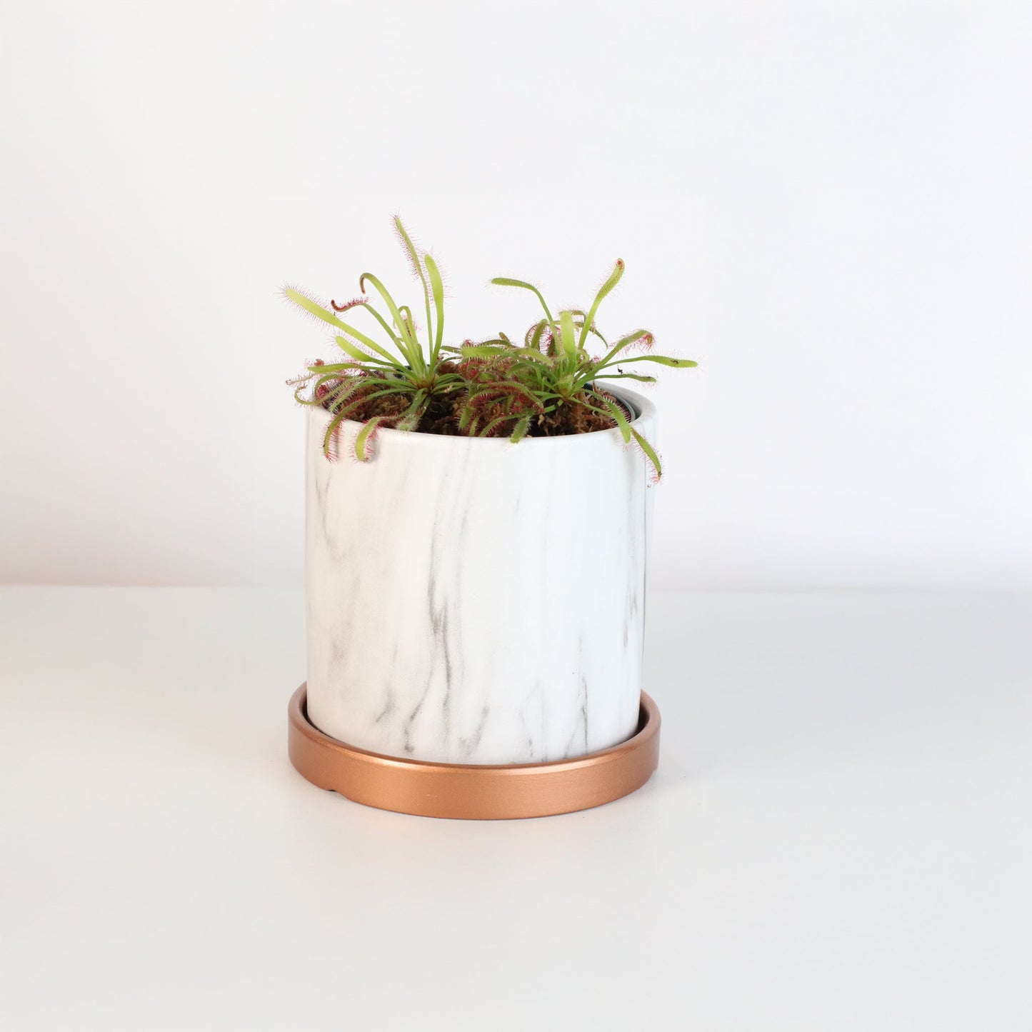Cape Sundew Drosera Capensis Carnivorous Plant