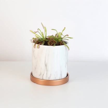 Cape Sundew Drosera Capensis Carnivorous Plant