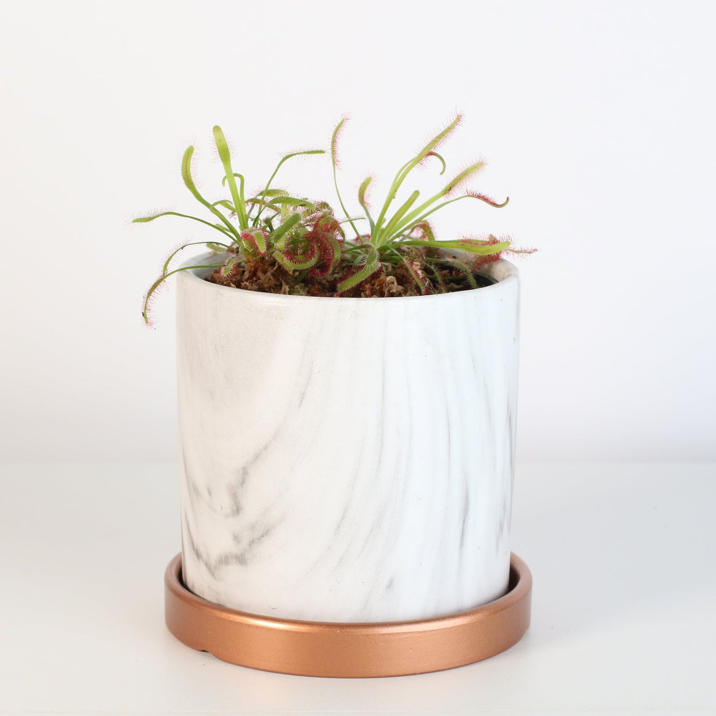 Cape Sundew Drosera Capensis Carnivorous Plant