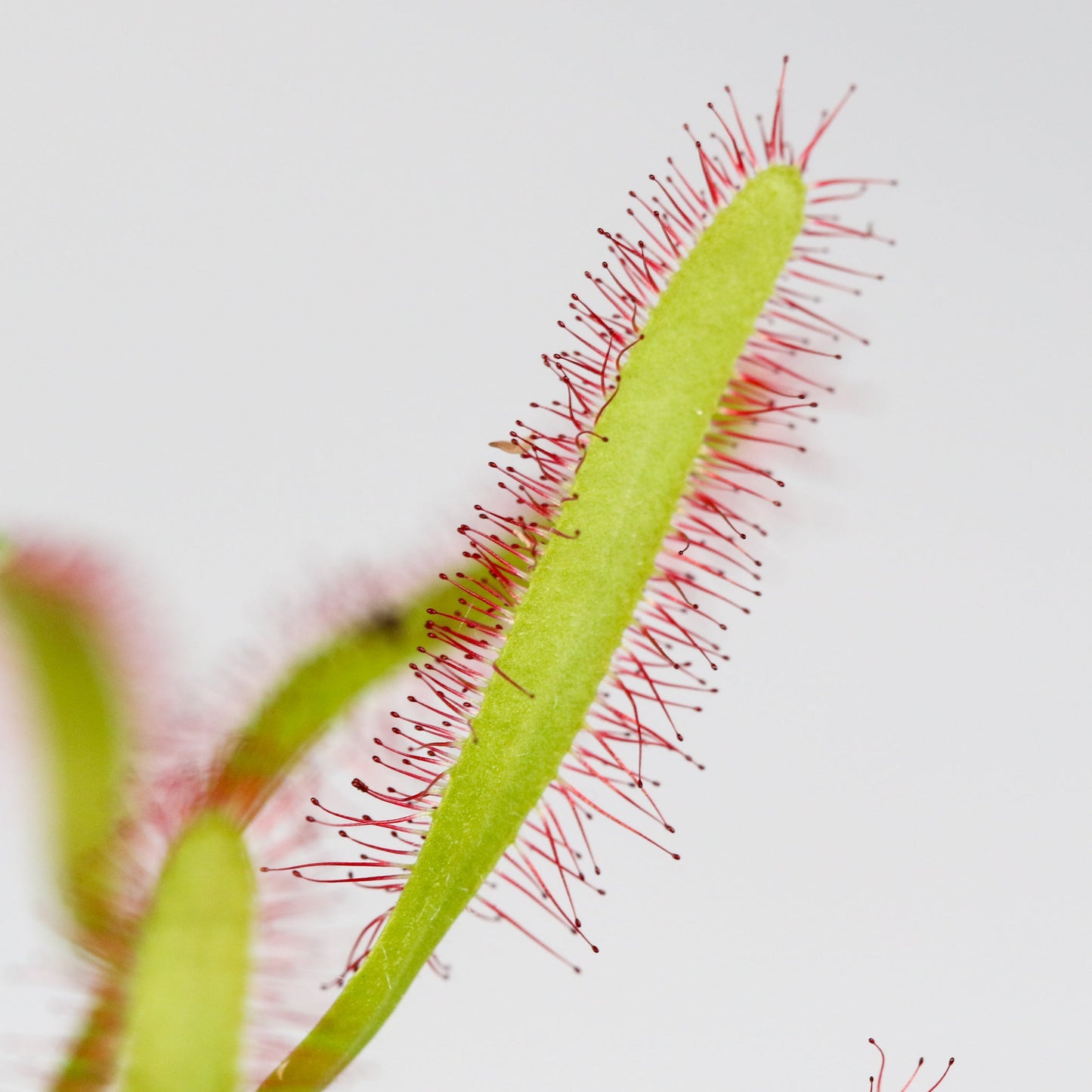 Party of Five Carnivorous Plant Bundle