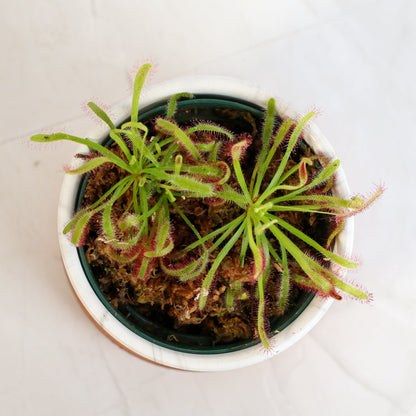 Cape Sundew Drosera Capensis Carnivorous Plant