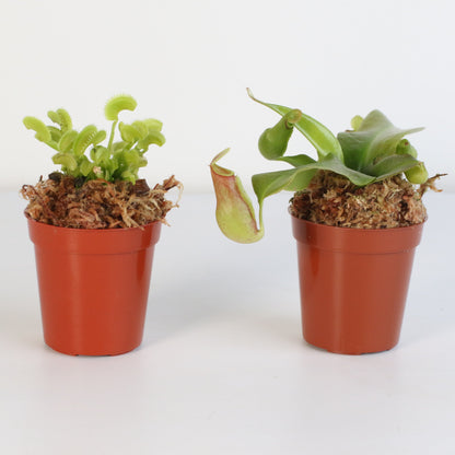 Trap Stars Duo Carnivorous Plant Bundle