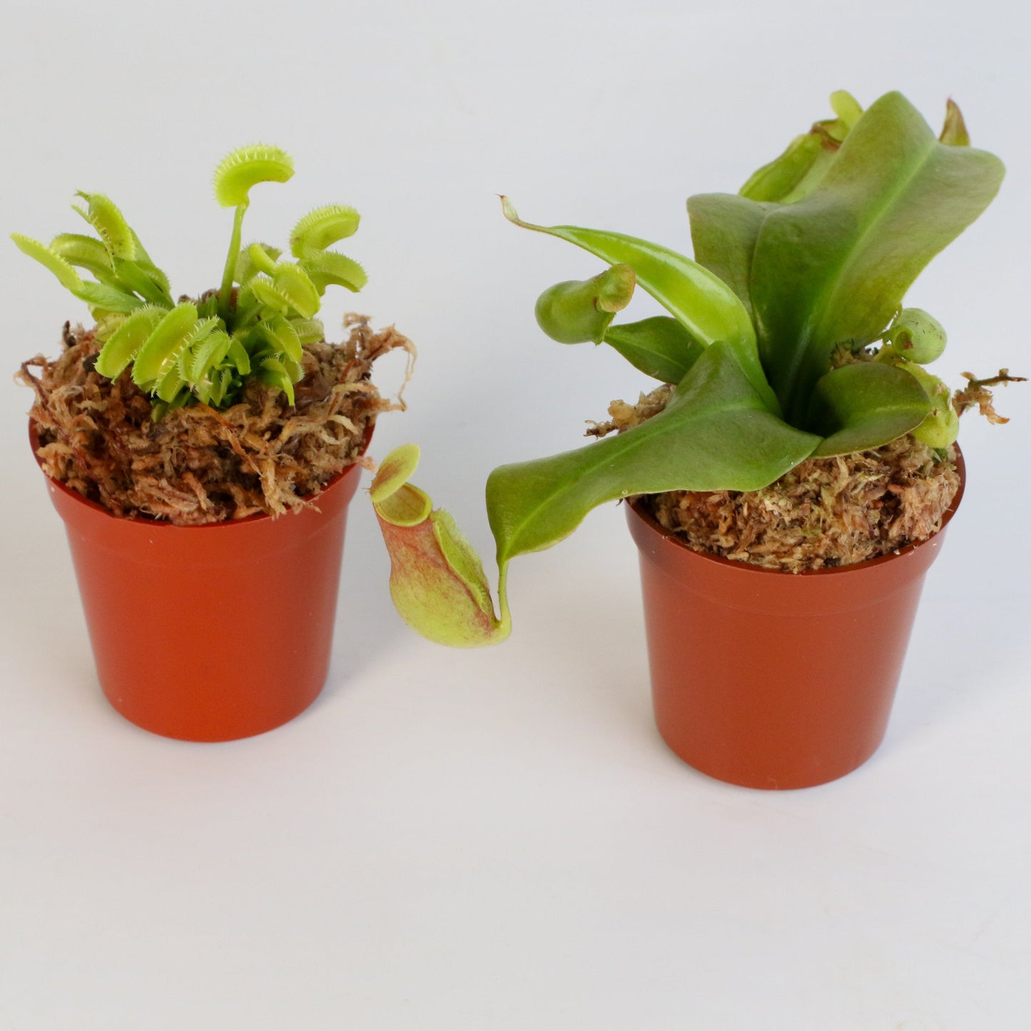 Trap Stars Duo Carnivorous Plant Bundle