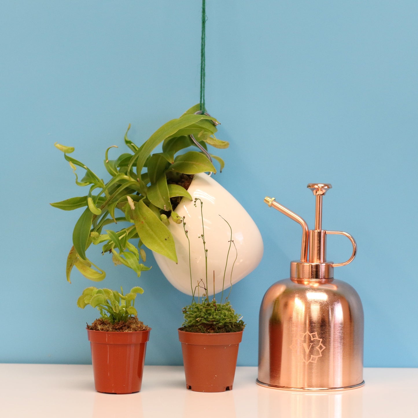 Carnivorous Carnival Plant Bundle